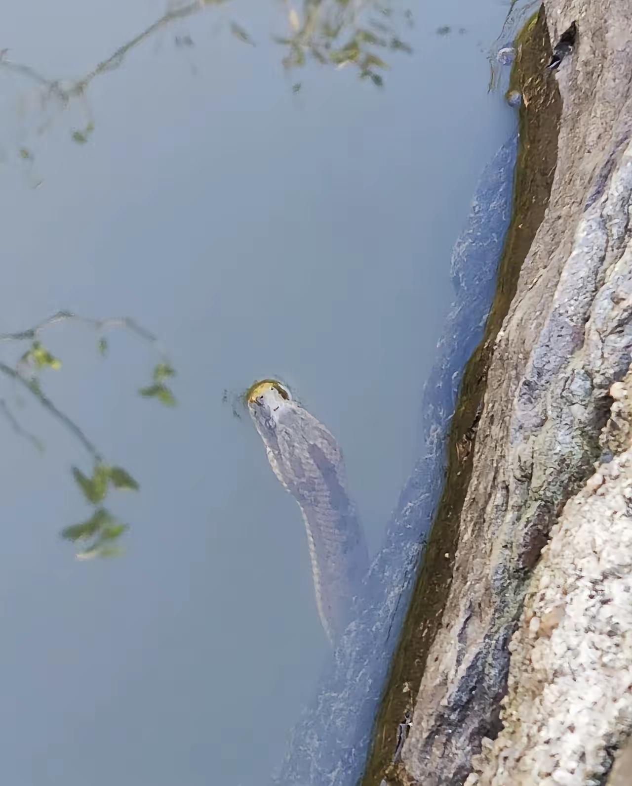 妈呀！吓到宝宝了！想问问，这怪玩意是斑鱼吗？大神们帮看看，求解！！！[what