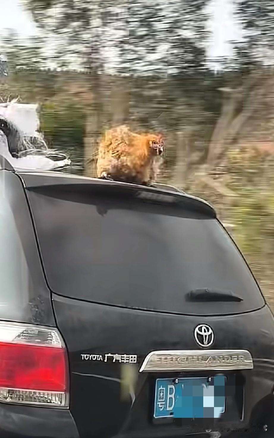 粤B车主，你的鸡在车顶“越狱”了！今天在高速上，被一辆粤B汉兰达整笑了。