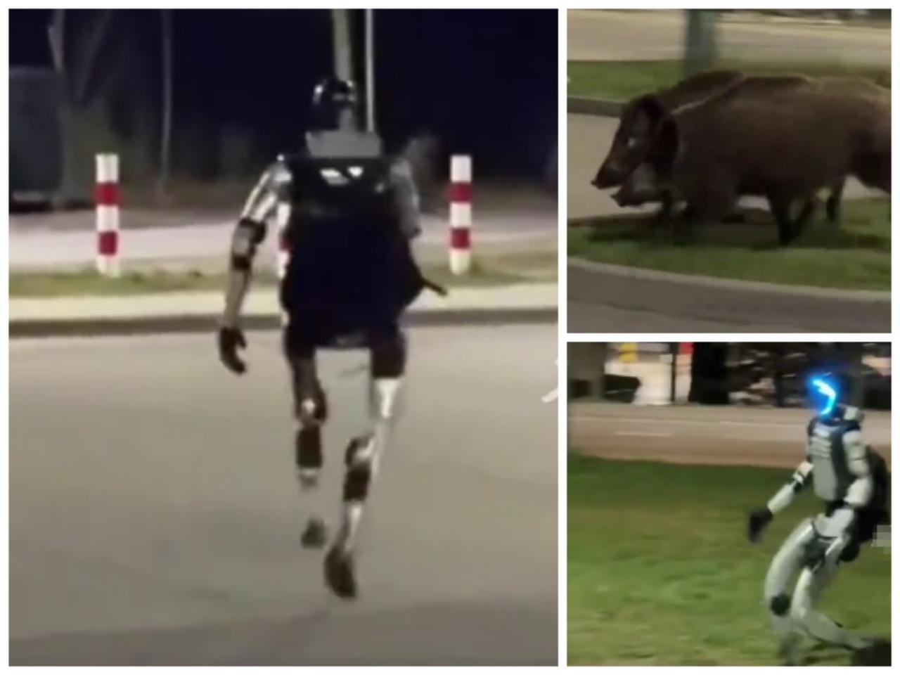 咱们中国人形机器人，居然跑到波兰街头赶野猪，完事还挥挥手，全程又飒又搞笑。