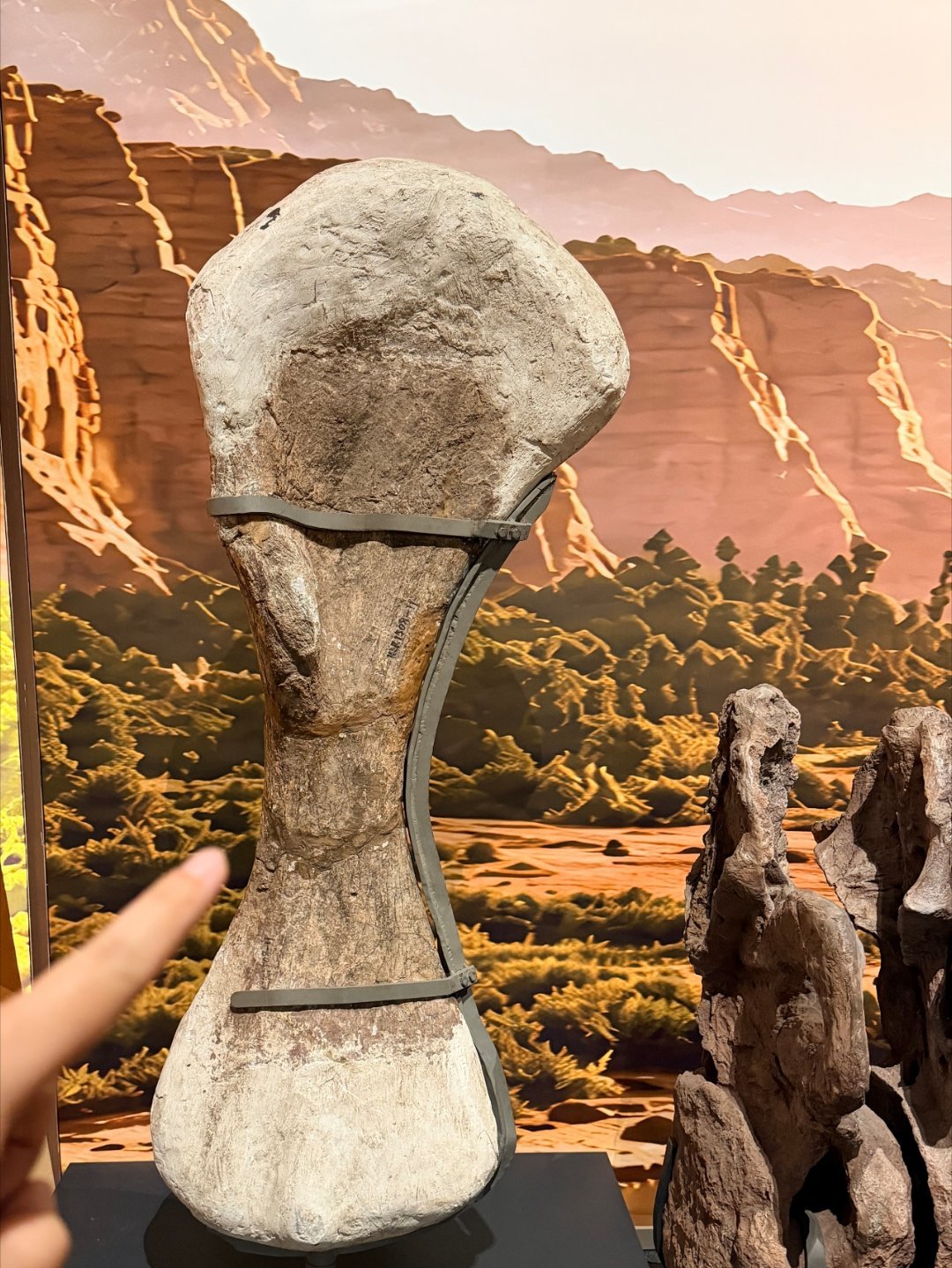 成都自然博物馆真的很适合恐龙迷！一楼有《白垩纪的回响》特展，有河南来的60多件白
