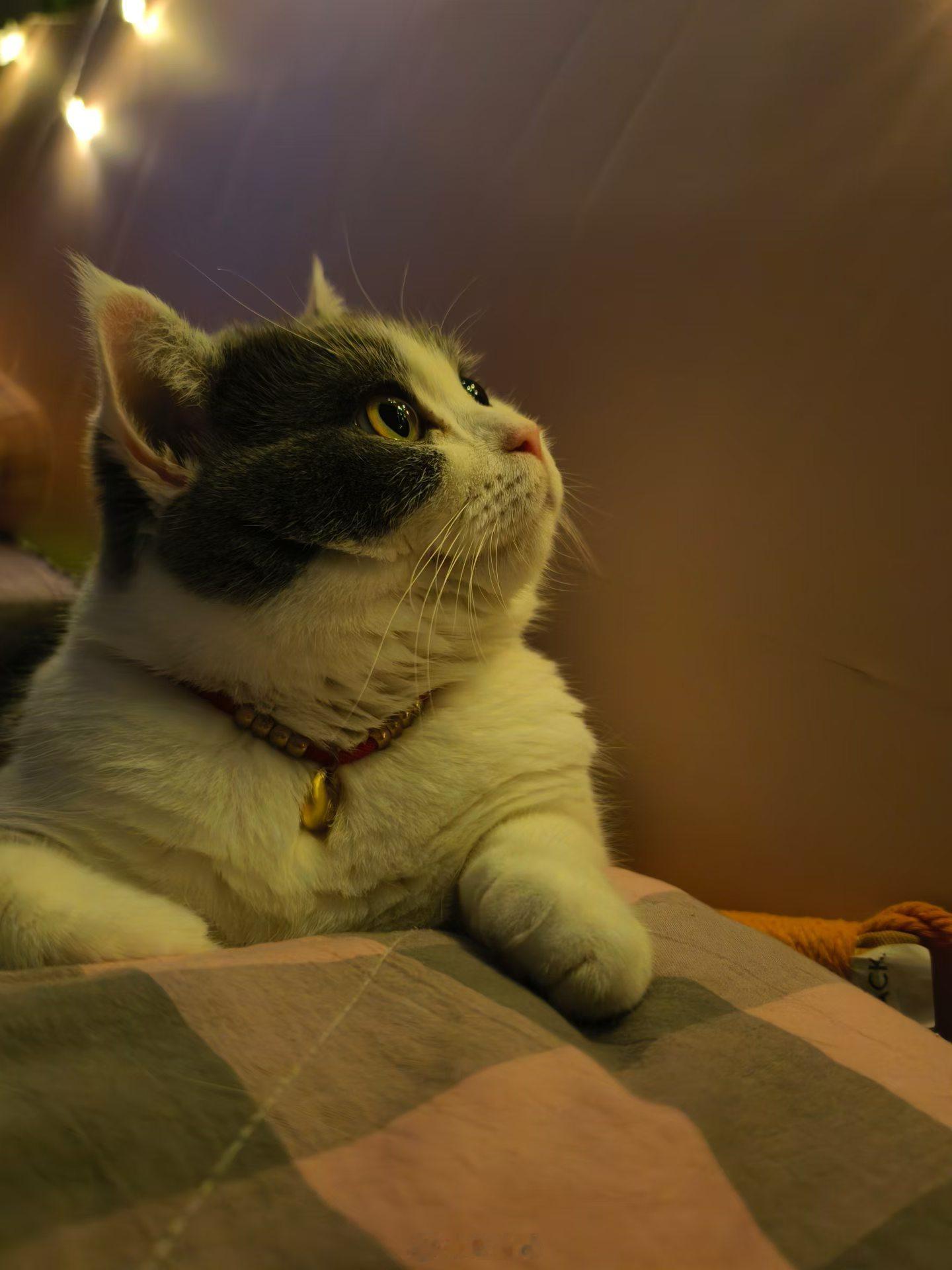 天下第一臭美猫好的摄影师遇见好的模特