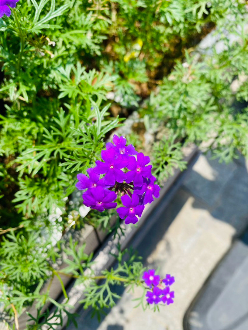 生活手记记录真实生活摄影摄影摄影细紫漫阶，草木温柔盛夏的日光泼洒在窗台花槽，一