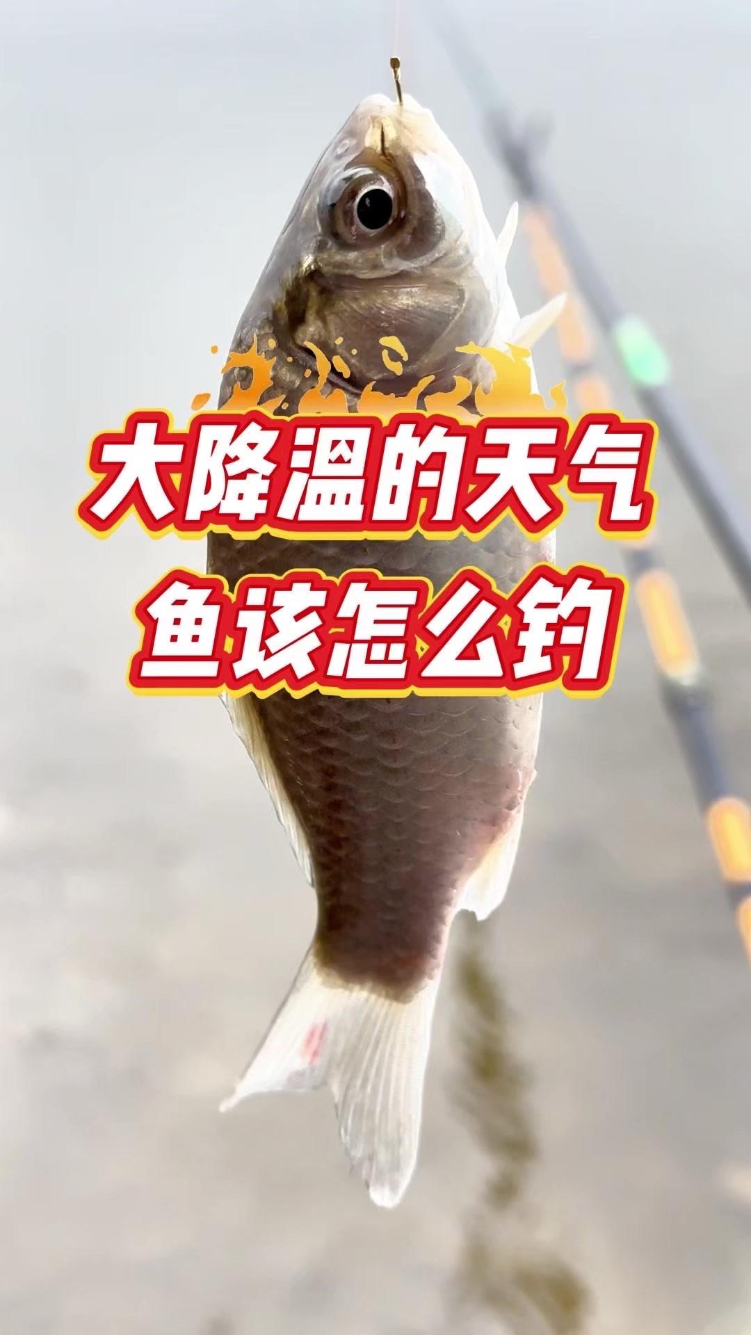 📉大降温又下雨，钓鱼难度直接拉满！水深1米多的浅水区，鱼口明显变轻，得赶紧调整