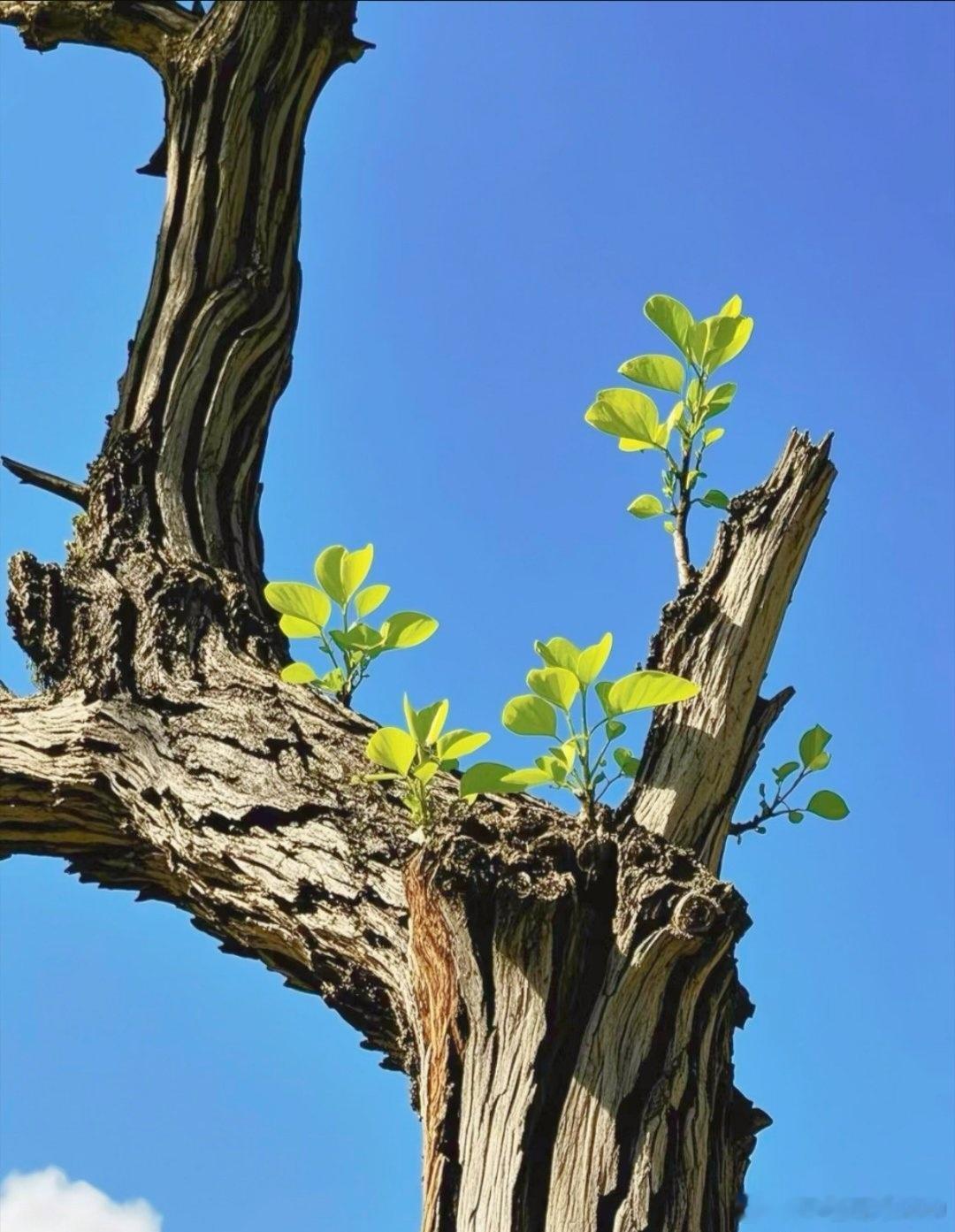 春天万物复苏，早睡早起。一切不利于睡觉的事不做，一切不利于睡觉的人不交。无论中药