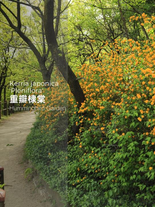 春季花园黄色耐热耐寒花量巨大-重瓣棣棠