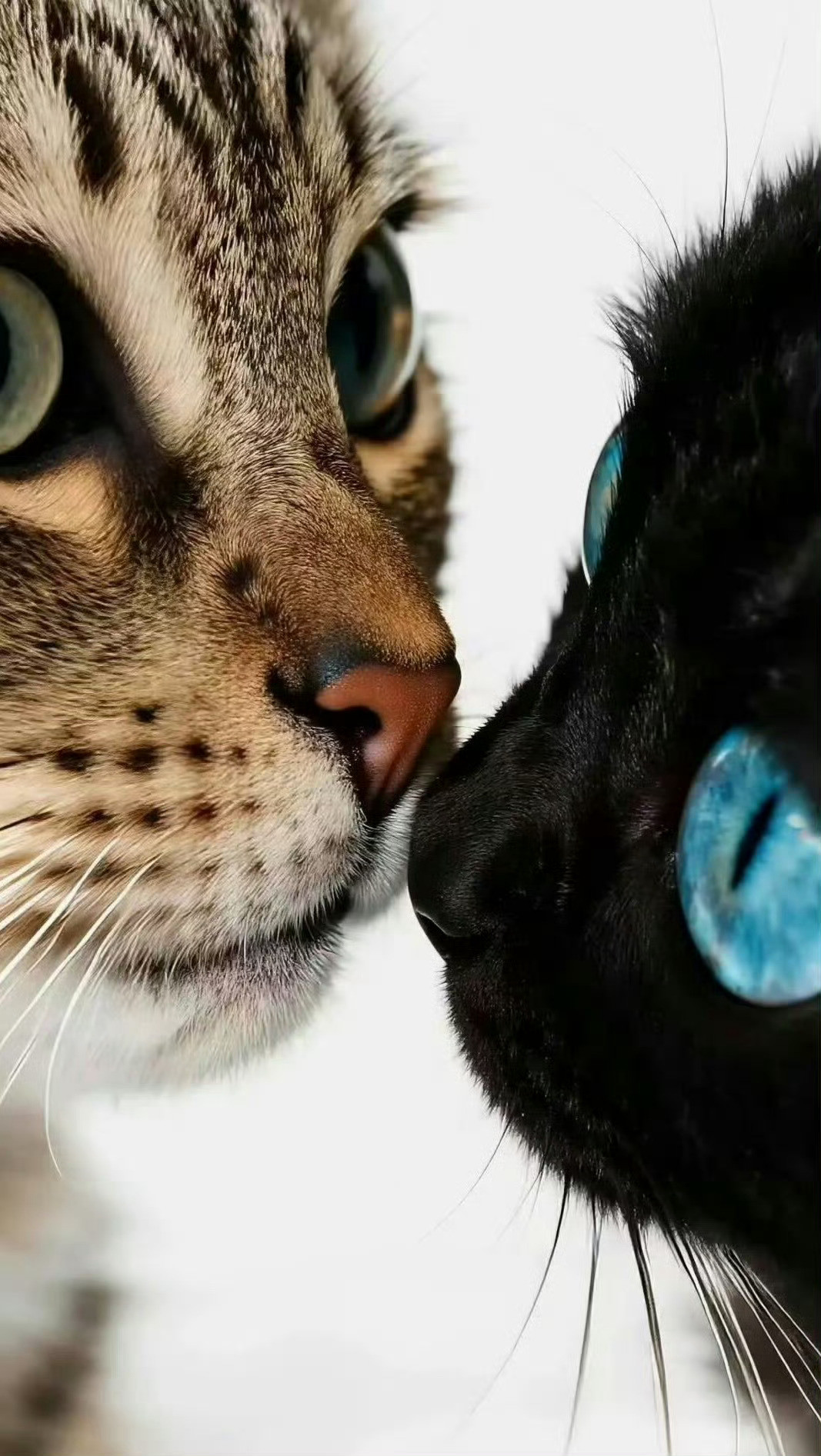 猫咪：我们在一起了[抱抱]​​​