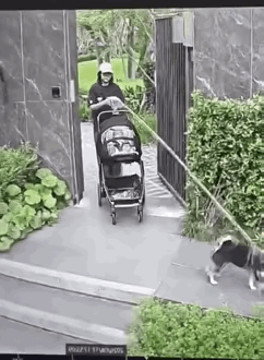 这段视频看得我是后背发凉！女子一手推着婴儿车，一手牵着爱犬，结果遭遇边牧攻击，她