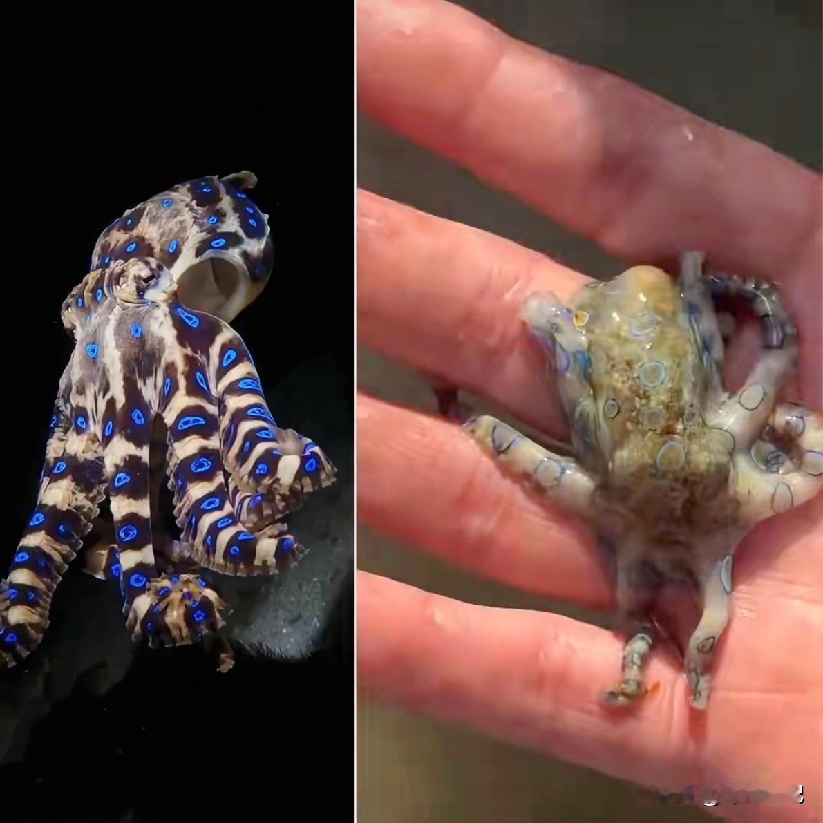 英国游客在菲律宾海滩发现一只“可爱”章鱼，竟淡定拿在手中拍摄，然后发到了网上。他