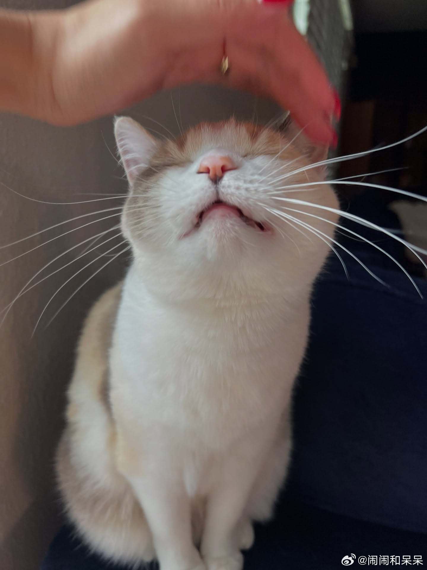 对眼猫咪铲屎官结婚蛋糕上的小猫人[比心]cr：fatfatpankocat&​​