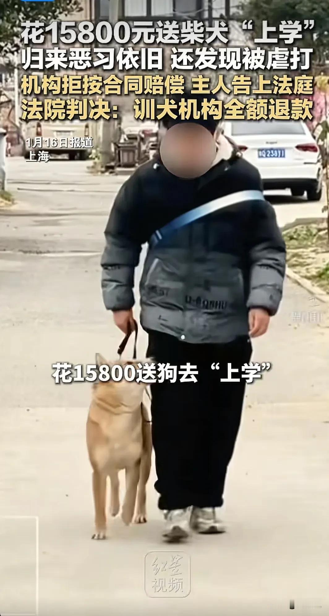 上海，男子花15800元送狗狗去“上学”，没想到，狗狗送回来时，竟发现狗狗恶习依