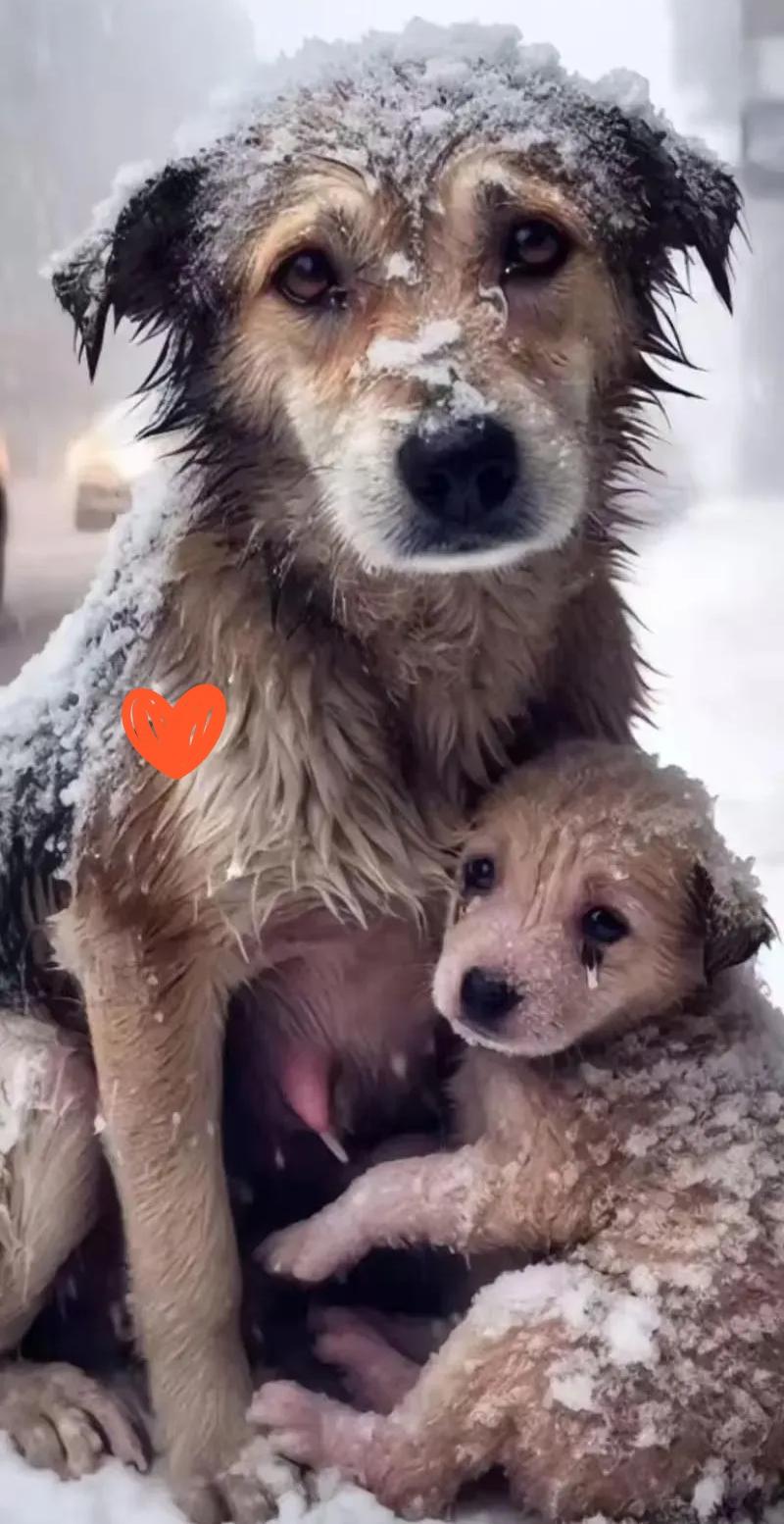 这天，一对情侣和几个朋友去山上打雪仗，结果在半路看到令人泪目了一幕，一只流浪狗妈