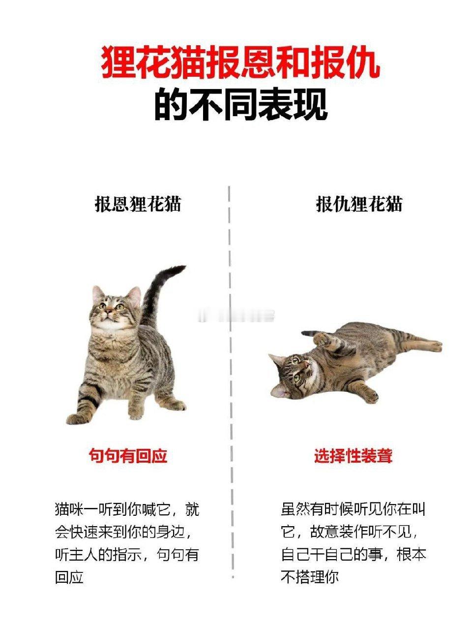 狸花猫报恩和报仇的不同表现