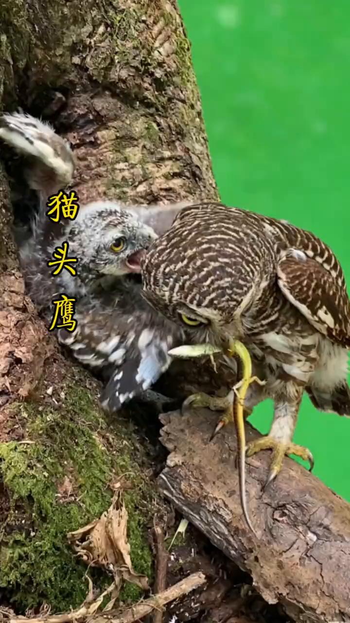 猫头鹰。猫头鹰妈妈将别人家的孩子带回了家里，不过它们带回的目的是为了给孩子当做