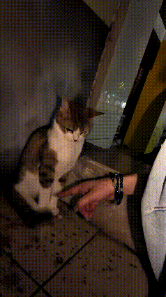 你看这只小猫，看着安安静静，一副温顺老实的模样。姑娘好心过来，先摸摸脑袋，又顺顺