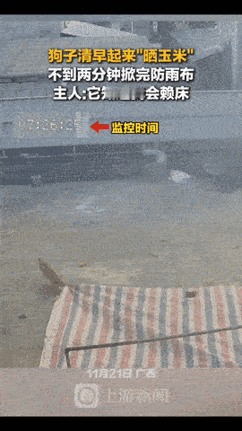 “谁能想到啊！”广西，一狗主人这天早上睡了个赖觉，起床时太阳已经晒到了院子，此时