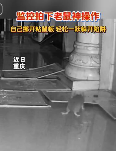 彻底解释不清了！近日重庆，男子发现家里有老鼠，就买了十几块粘鼠板摆在了老鼠经常出