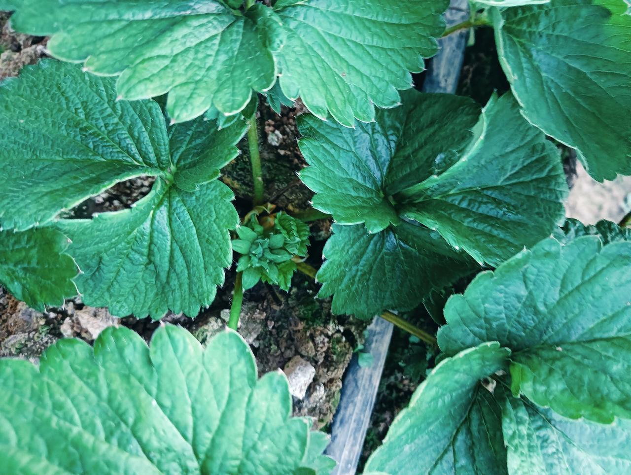 下一个月后的草莓，栽了快两个月了。