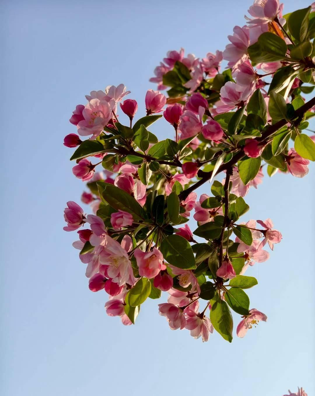 只有沧州人才懂的那些事，说出来全是家乡味儿。吃火锅鸡必须配甜醋蒜泥，嗦完肉再涮