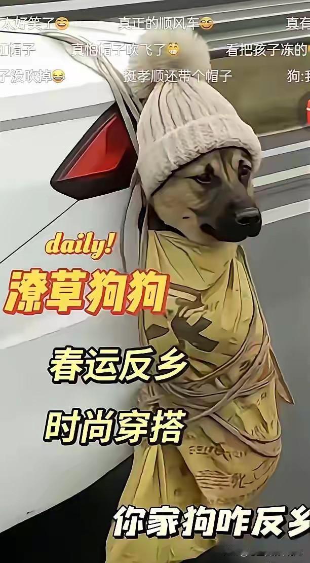 不管用哪种方式，都要带着狗狗回家过年，春运路上挂在车尾的一只狗狗意外走红，因为这