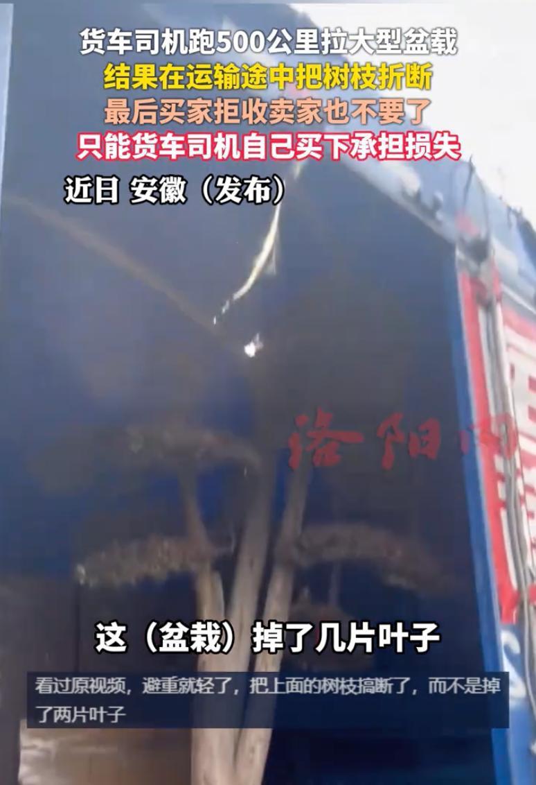 安徽司机跑500公里送盆栽遭拒收索赔。首先第一，500公里，运费600元，我很是