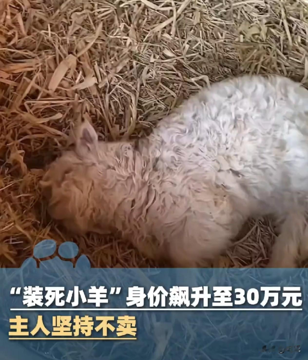 一只羊30万，你敢信！这就是那只会装死的小羊，看样子有绝艺傍身就是不一样1月