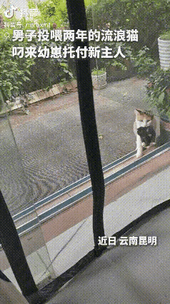 看完昆明流浪三花猫的故事，内心满是动容与感慨。这只在外流浪的猫咪，饱尝过世间的冷