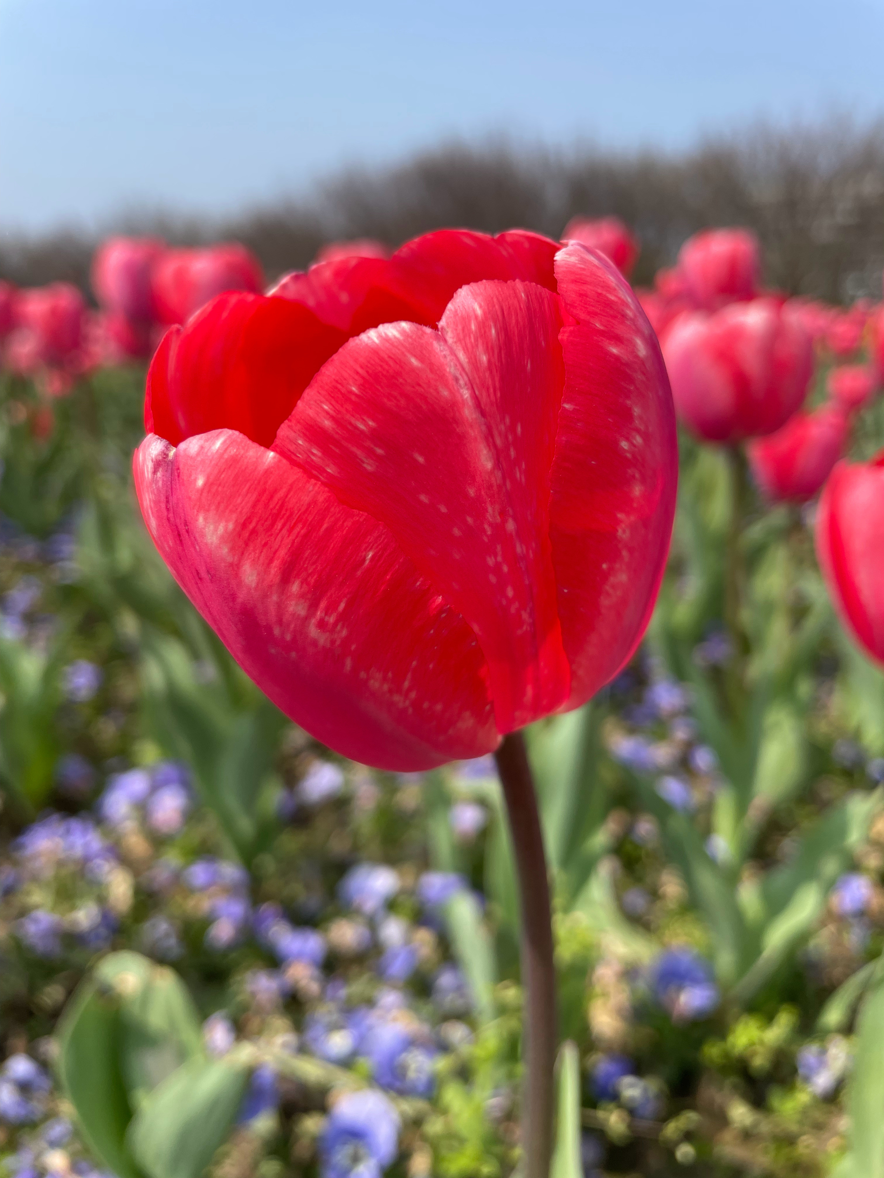郁金香盛开喽🌷都来杭州看花！
