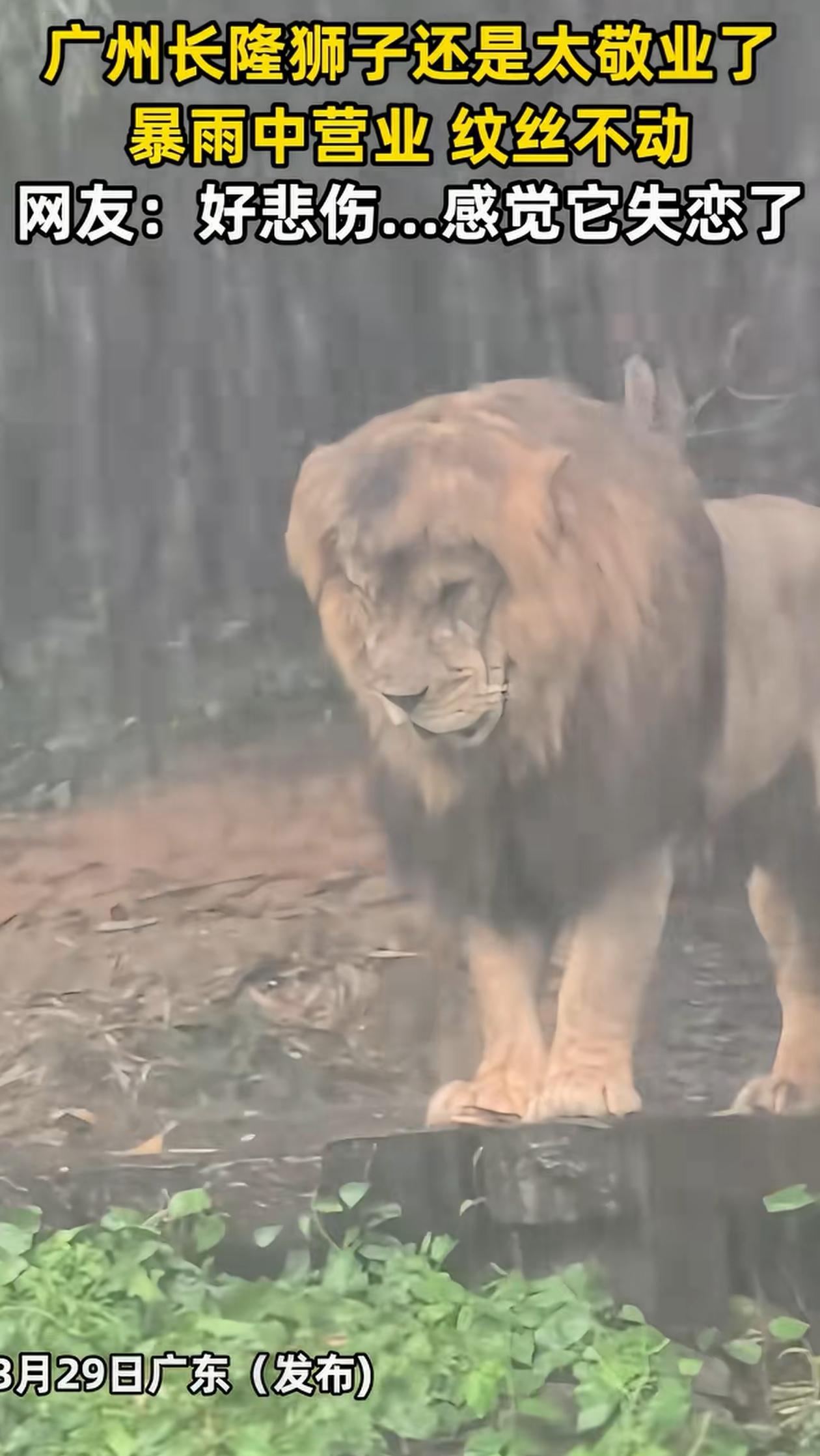 太敬业了！广东广州，动物园里下起了暴雨，不少动物都回到了笼子里，让游客感叹白来了