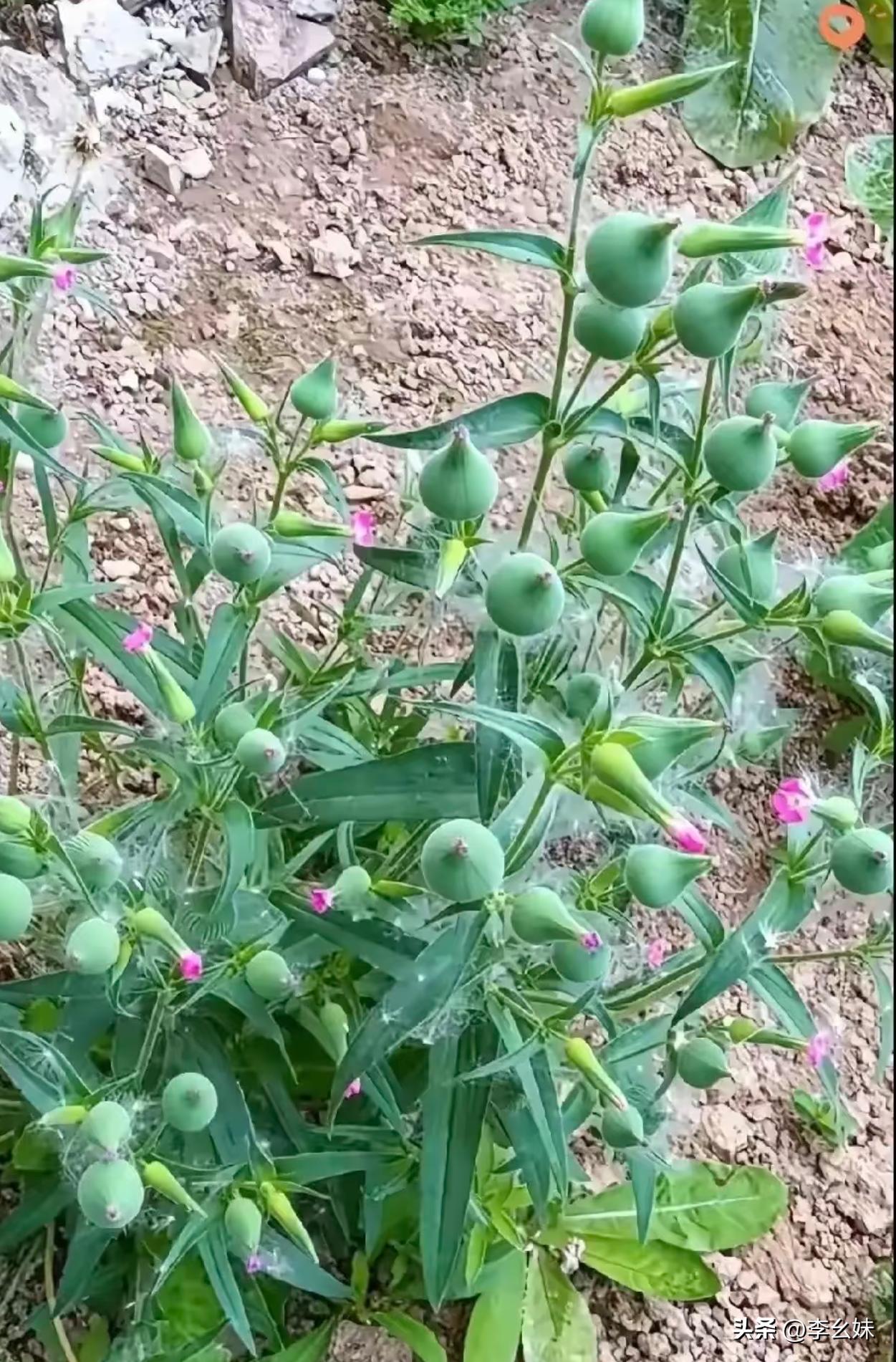 这是什么植物啊，咋长这么奇怪？