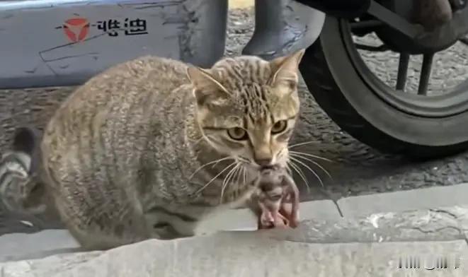 泪目了！这天一位小姐姐去朋友家玩，当她走到一个小巷子里的时候，看到了令人揪心的一