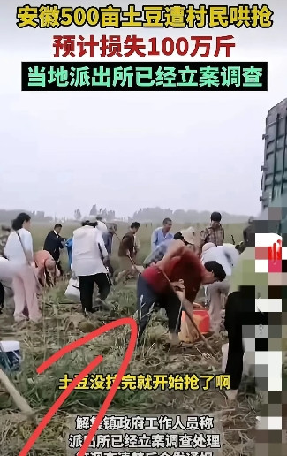 100万斤土豆被抢后，种植户曾先生的绝望让人心惊。辛苦种出的土豆被上千村民哄抢，