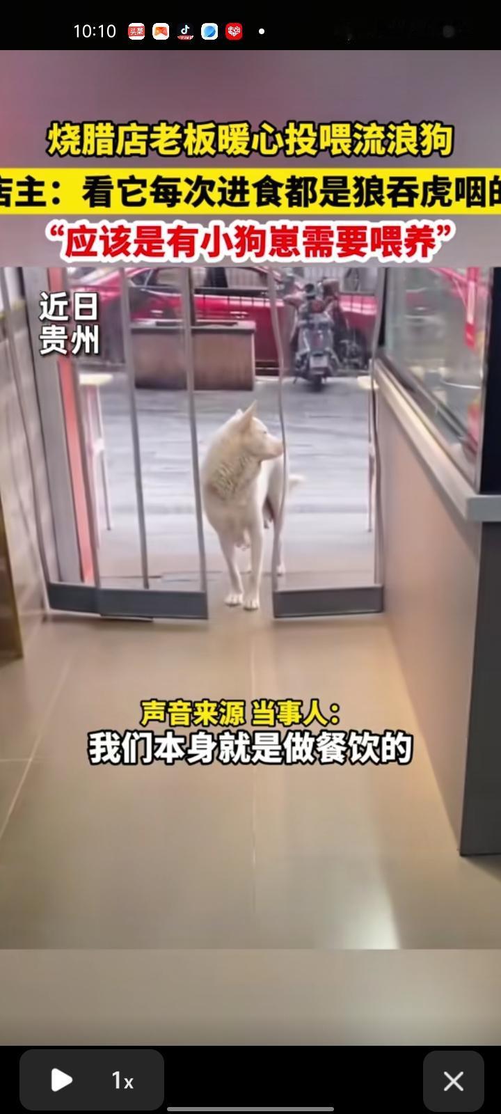 近日，黔南州独山县。烧腊店老板暖心投喂流浪狗，一开始流浪狗在店门口逛来逛去，胆子
