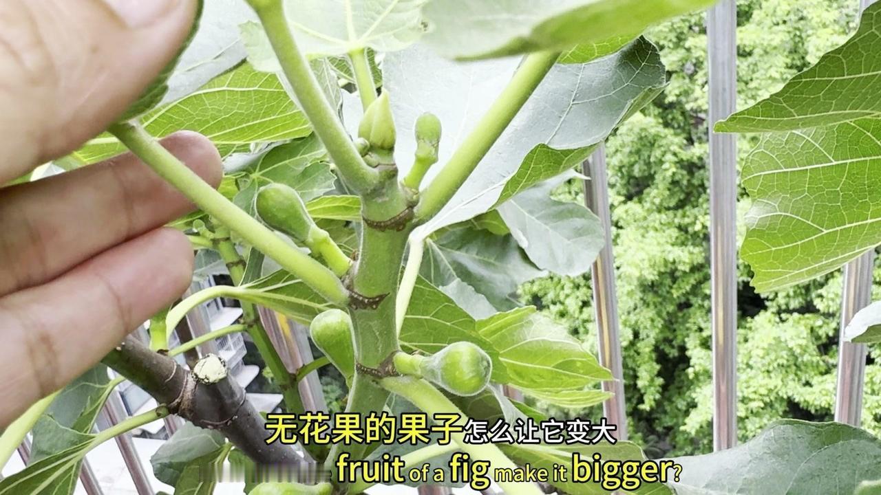 无花果想在小花盆里结又大又甜的果子，关键在这3步！1️⃣病害防治：先拉开盆栽间