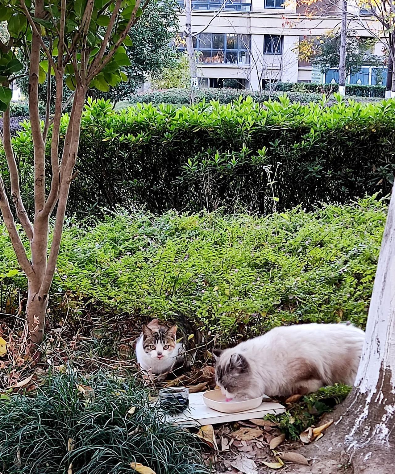 布偶猫和三花猫杂交后，如果怀孕，有可能会难产，这是真的吗？真让人操心呀！今天下