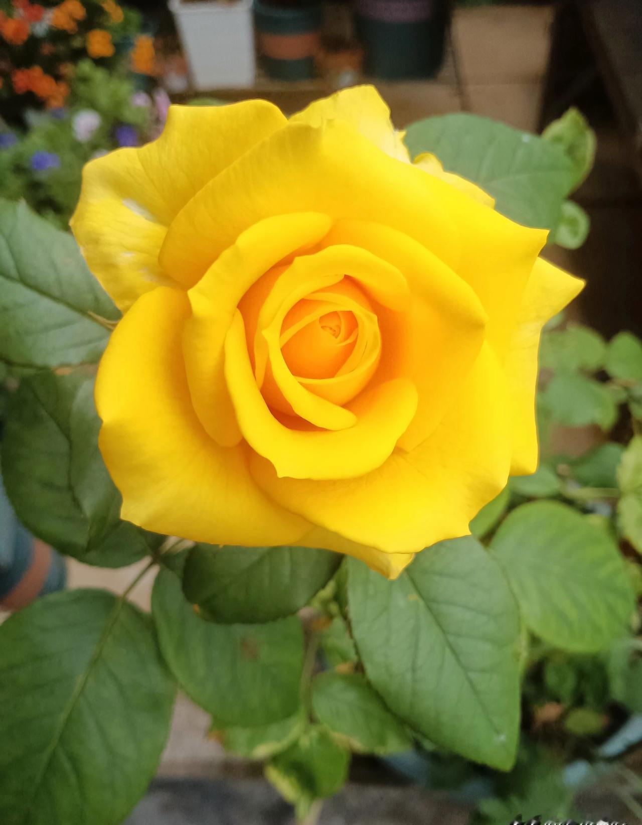 22年后，项少龙提着旅行箱再次推开战国大门。古天乐这次亲手重启了时光机——他不