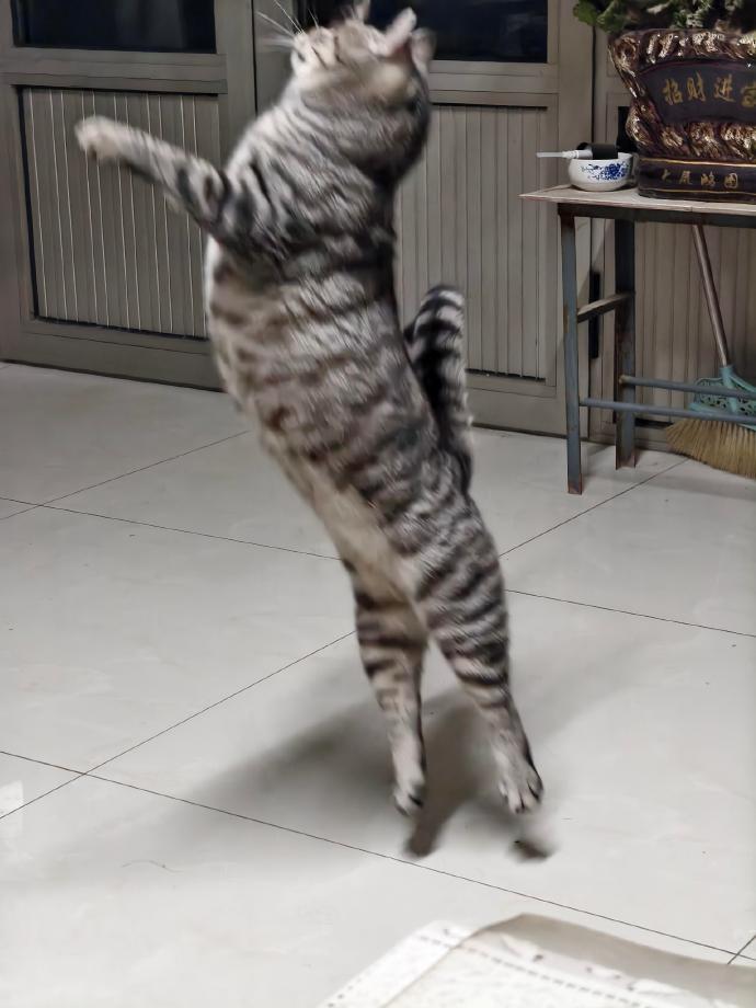这小猫是有点功夫在身上的