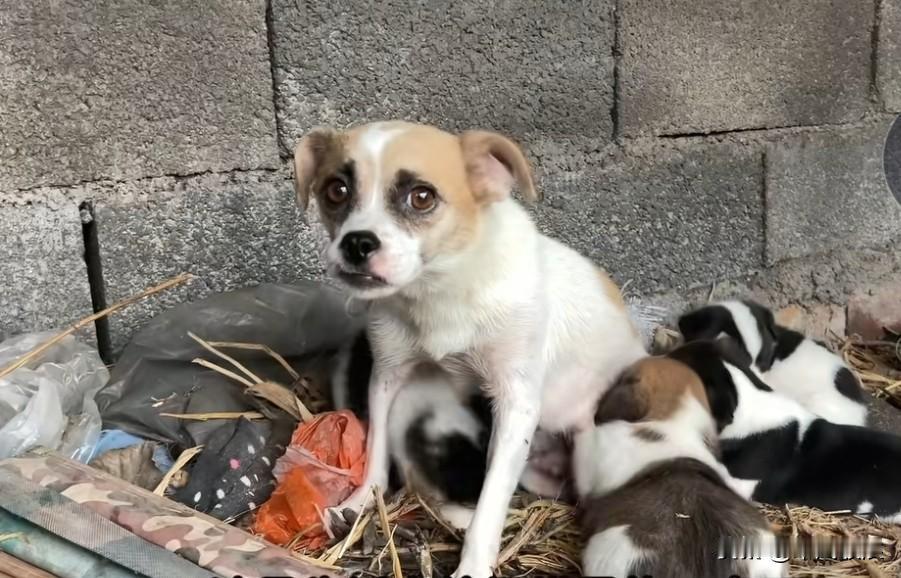 房子拆迁后，一只狗被抛弃了三个多月。它躲在角落里产下了四个狗宝宝，周围环境十分肮