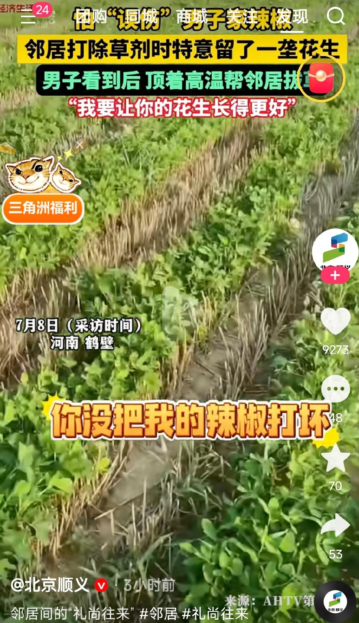 讲究人！河南鹤壁，一男子去地里看辣椒长势，发现紧挨着辣椒地的邻居家花生地，唯独靠