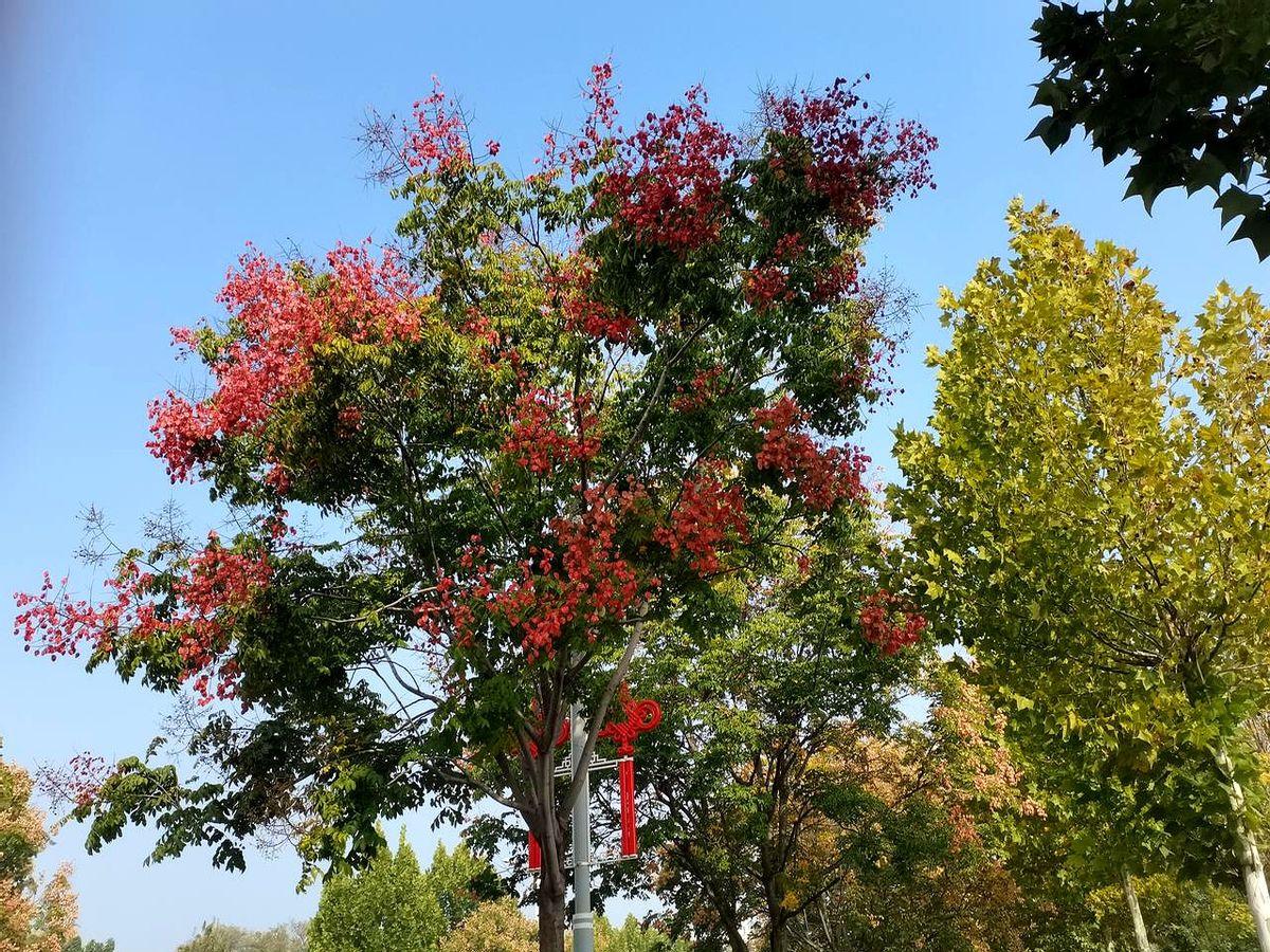 一位山东大姨把“没重要事不去亲家家”写成六条准则丢到网上,主题听着像鸡毛蒜皮,转