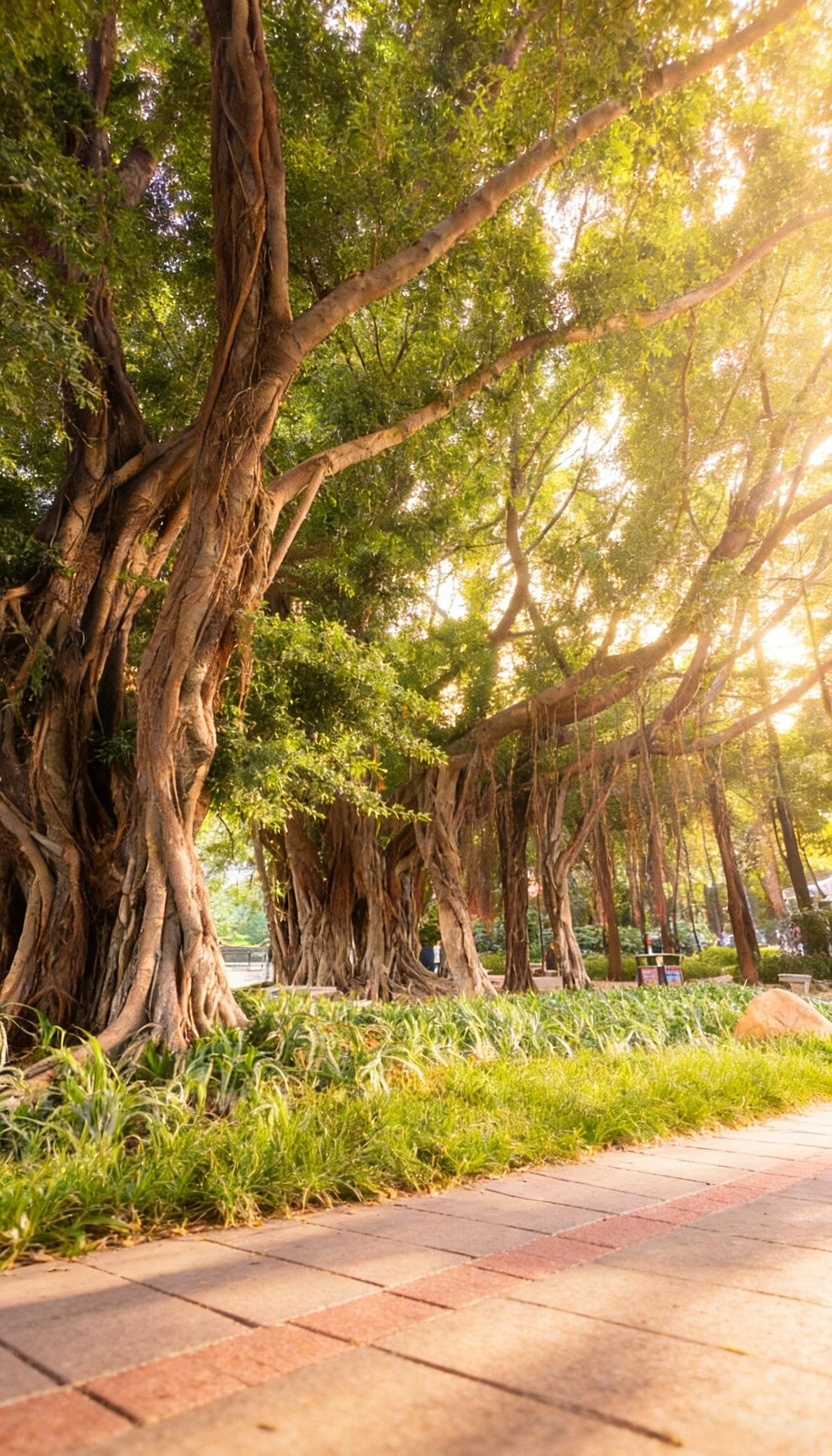 流花湖公园大榕树！现实版绿野仙踪📍广州流花湖公园-榕树流花湖的大榕树就在
