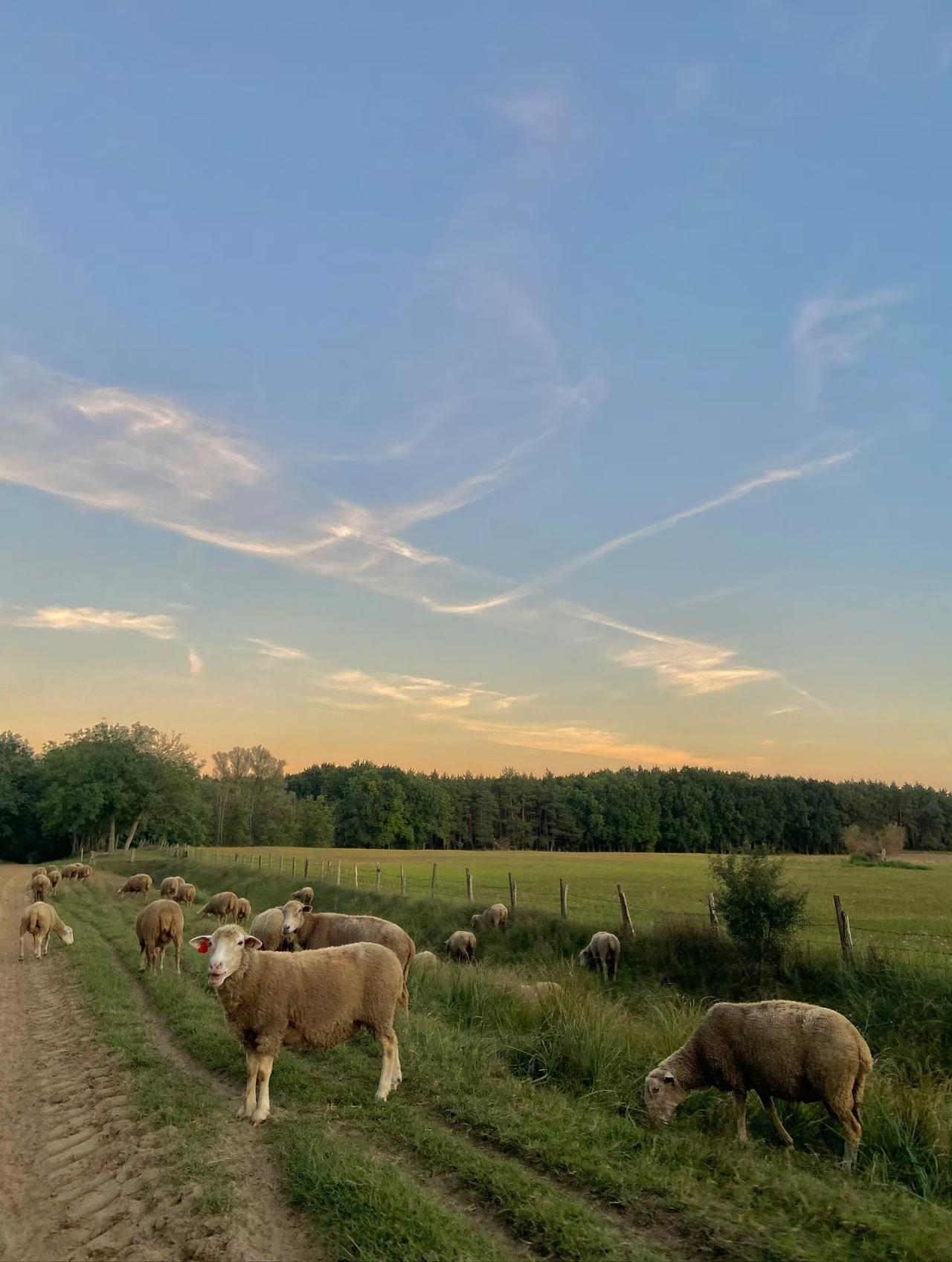 秋意渐浓的乡村宁静而美好🍂🌾🌿.