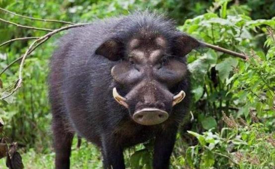 猪是毒蛇的天敌，再毒的毒蛇都杀不死一头猪？猪看起来人畜无害，实际上战斗力非凡，老