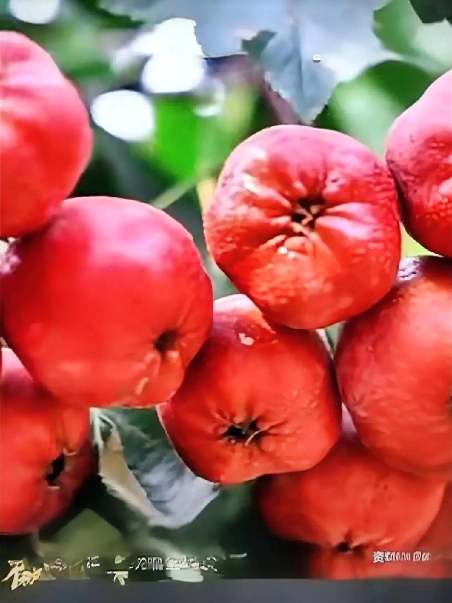 山楂的妙用！谁能想到，秋冬街头那串裹着糖霜的酸甜零食，藏着让无数养生党惊艳
