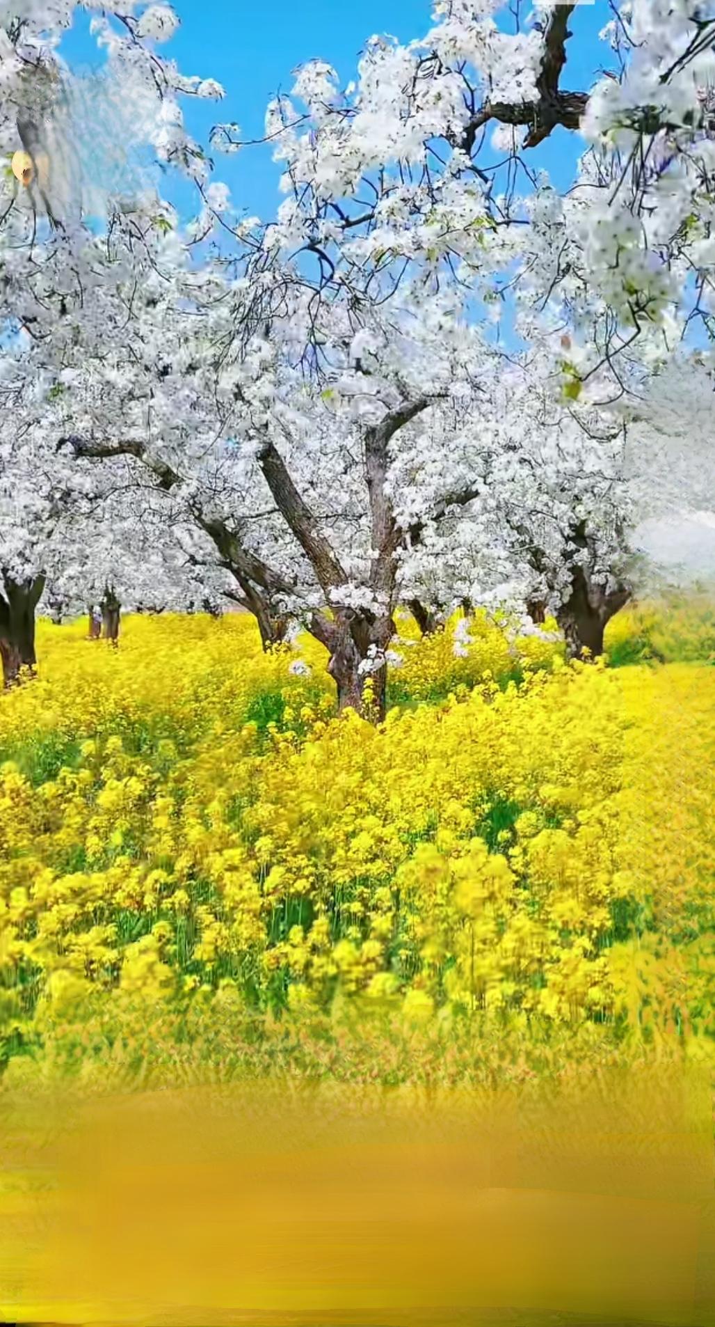 春日生活打卡季今年春天的心愿：把攒了一冬的期待，都变成和樱花、晚风、好友相聚的小