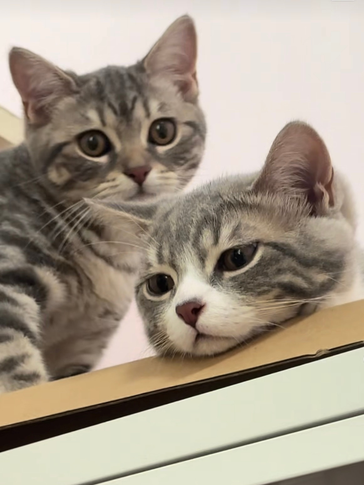 刷到可爱的猫就幻视名号