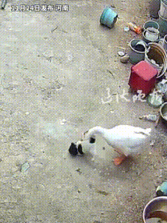 “拦不住了！”河南周口，农家院里几只狗崽，刚满月，正在嬉戏打闹，谁知平日霸道的