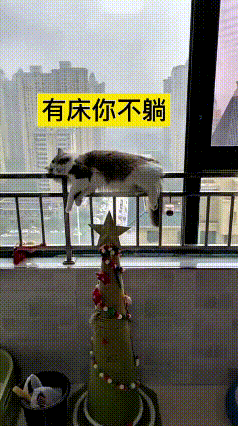 看到这个视频可太真实了！主人给小猫准备了舒服的小窝，它偏偏不睡。主人满屋到处找，