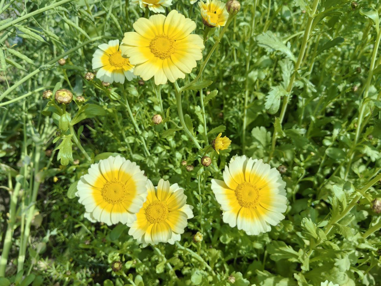 昨天，和老公陪公公婆婆上坟，先去了公公家祖坟，再去了婆婆娘家祖坟。婆婆娘家祖