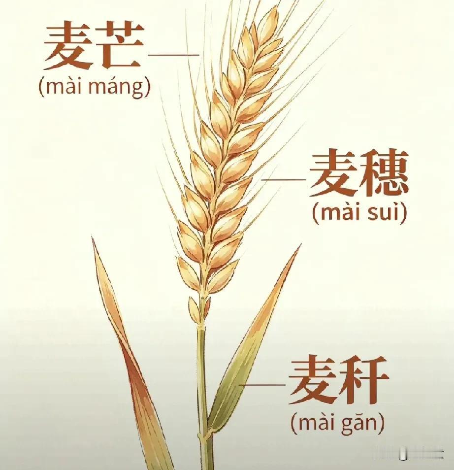 如果让你看拼音写汉字，能写对吗[滑稽笑]