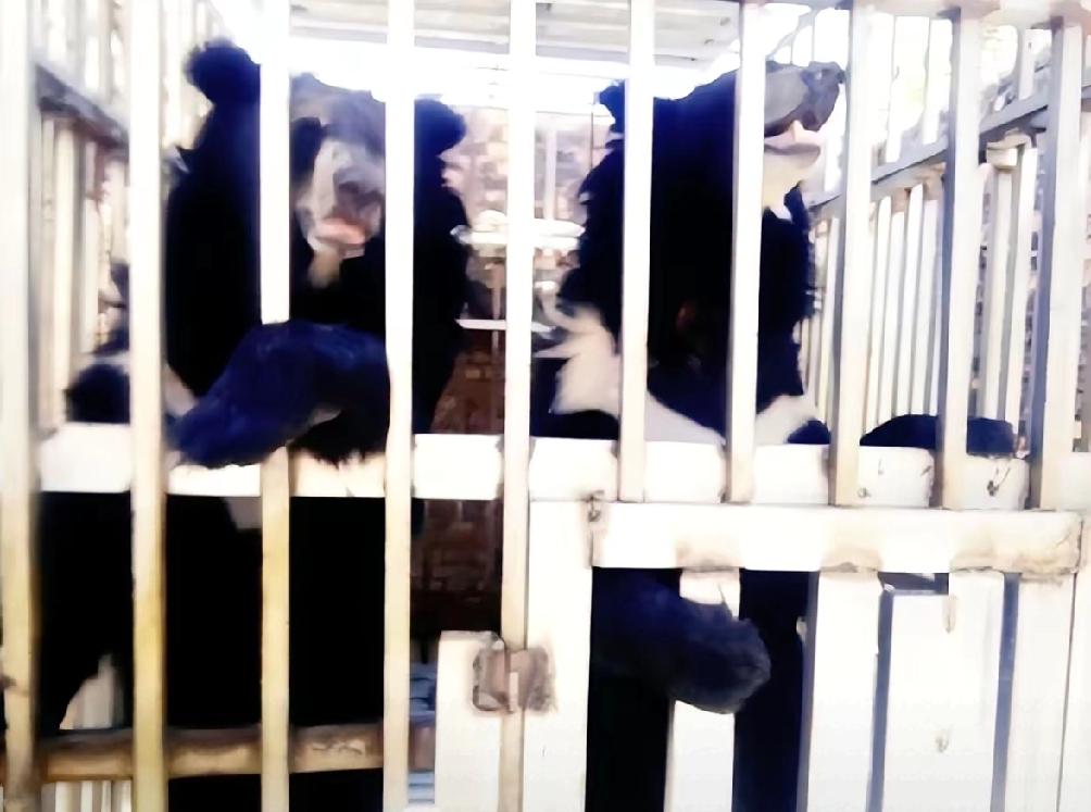 黑幕太揪心了，泰国军队在泰柬边境的特莫达赌场执行清剿任务，结果在赌场废墟里听到了